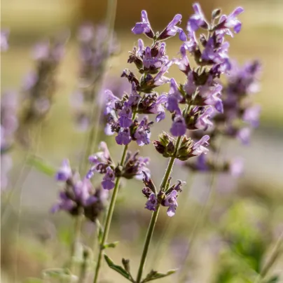 Šalvěj sporýšová - Salvia verbenaca - osivo šalvěje - 50 ks
