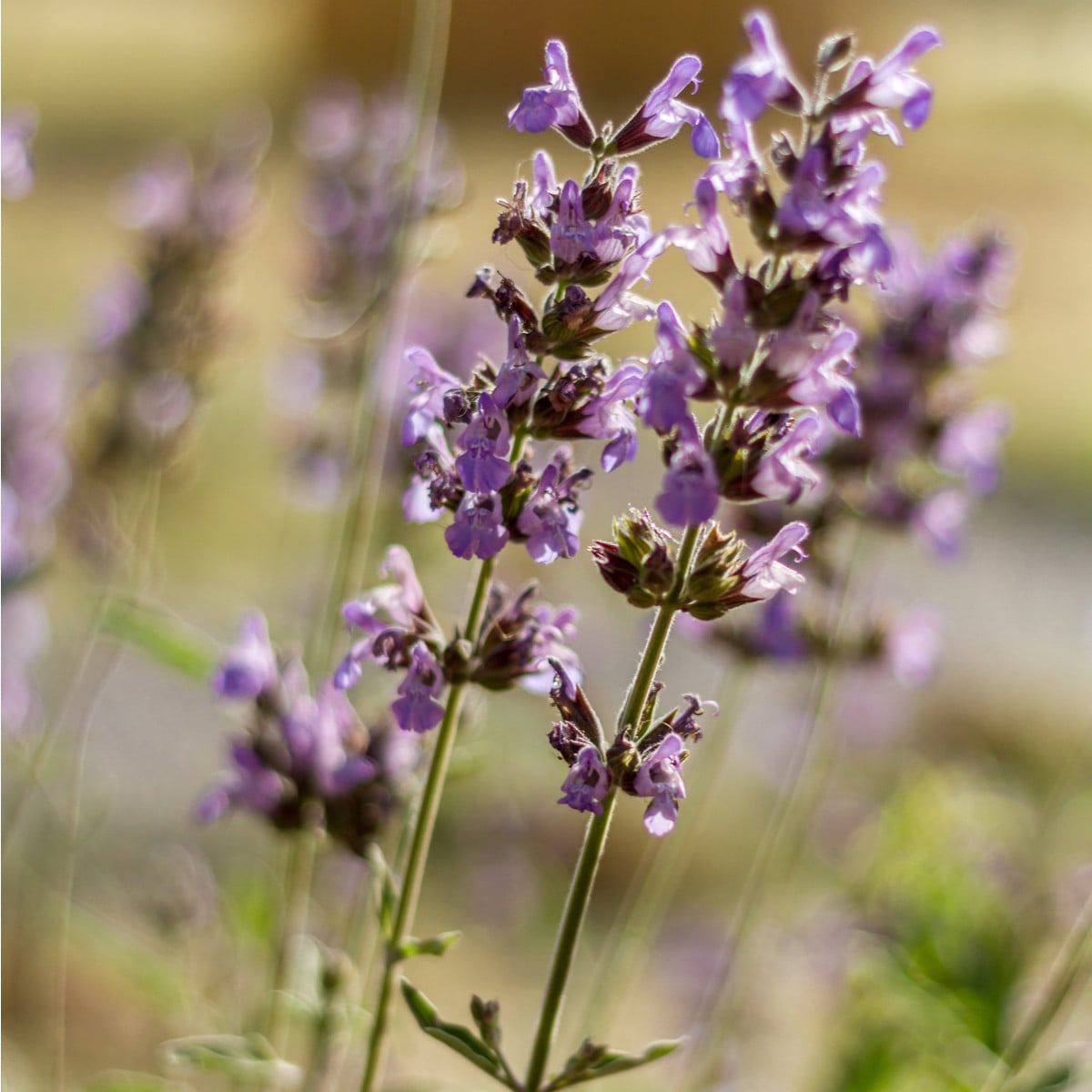 Šalvěj sporýšová - Salvia verbenaca - osivo šalvěje - 50 ks