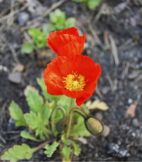 Mák nahoprutý Gnome - Papaver nudicaule - osivo máku - 50 ks