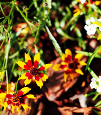 Krásnoočko dvoubarevné nízké - Coreopsis tinctoria - osivo krásnoočka - 50 ks