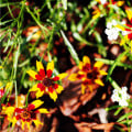 Krásnoočko dvoubarevné nízké - Coreopsis tinctoria - osivo krásnoočka - 50 ks