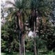 Palma madagaskarská - Dypsis madagascariensis - osivo palmy - 3 ks