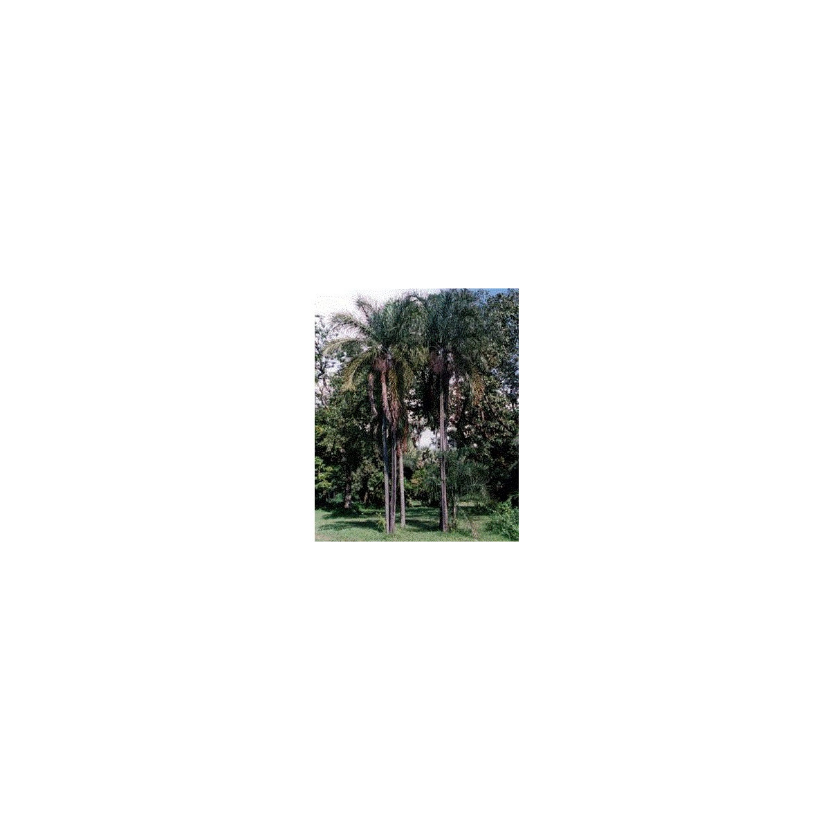 Palma madagaskarská - Dypsis madagascariensis - osivo palmy - 3 ks