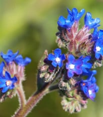 Pilát lékařský - Anchusa officinalis - osivo pilátu - 10 ks