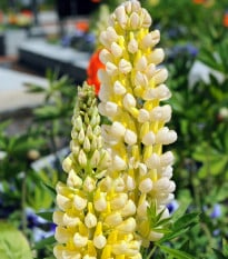 Lupina Kronleuchter - Vlčí bob - Lupinus polyphyllus - osivo lupiny - 40 ks