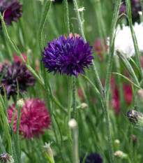 Chrpa směs barev - Centaurea cyanus - osivo chrpy - 100 ks
