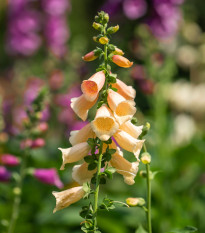 Náprstník oranžový - Digitalis purpurea - osivo náprstníku - 0,08 g