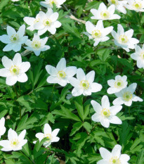 Sasanka hajní - Anemone nemorosa - osivo sasanky - 10 ks