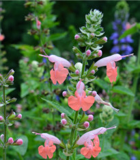 Šalvěj šarlatová Hummingbird - Salvia coccinea - osivo šalvěje - 10 ks