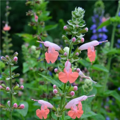 Šalvěj šarlatová Hummingbird - Salvia coccinea - osivo šalvěje - 10 ks
