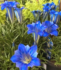 Hořec úzkolistý - Gentiana angustifolia - osivo hořce - 8 ks