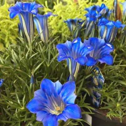 Hořec úzkolistý - Gentiana angustifolia - osivo hořce - 8 ks