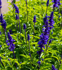 Šalvěj transylvanská Blue Spires - Salvia transylvanica - osivo šalvěje - 12 ks