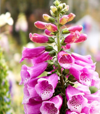 Náprstník červený - Digitalis purpurea - osivo náprstníku - 400 ks