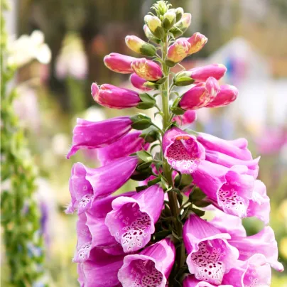 Náprstník červený - Digitalis purpurea - osivo náprstníku - 400 ks