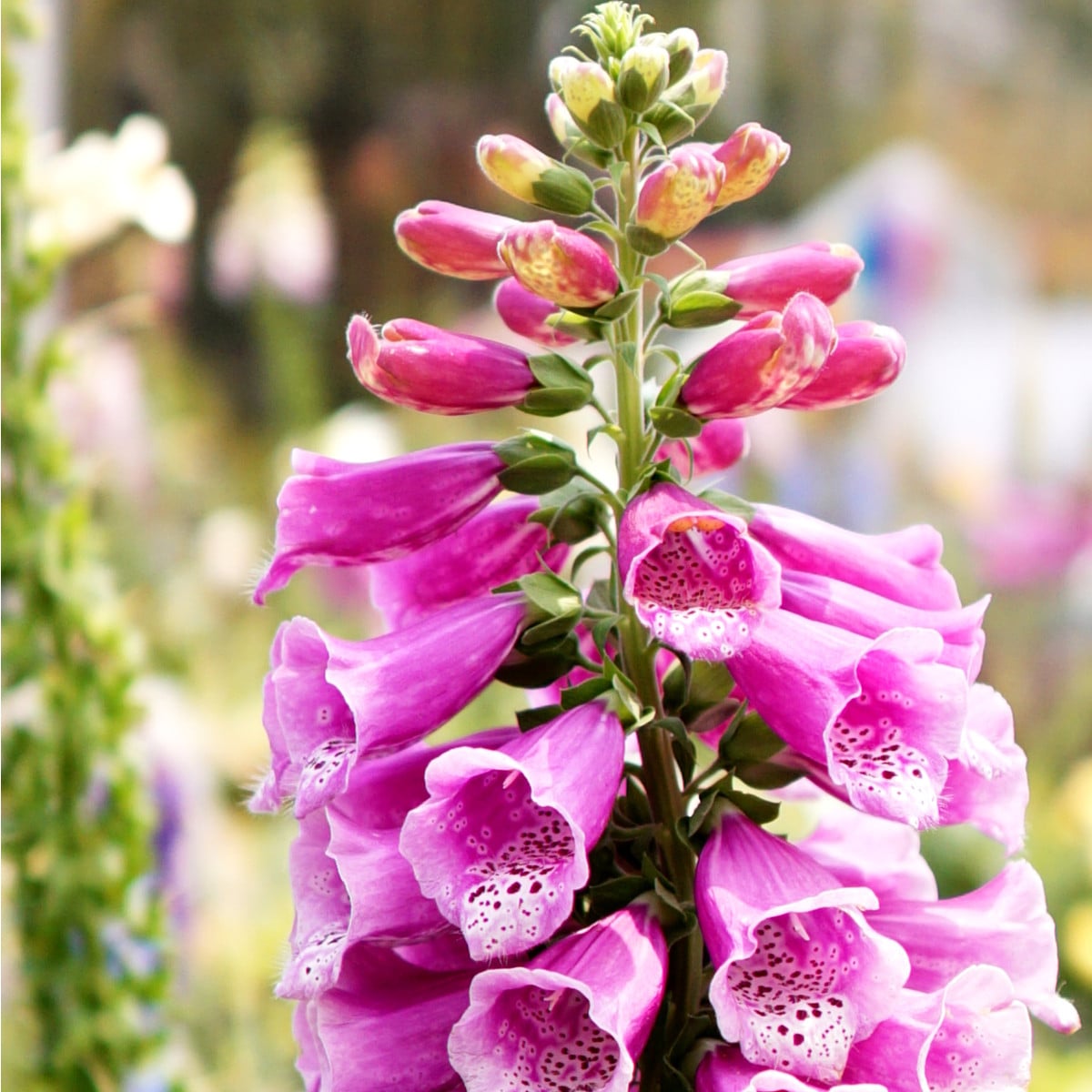 Náprstník červený - Digitalis purpurea - osivo náprstníku - 400 ks