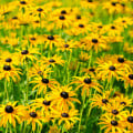 Třapatka srstnatá - Rudbeckia hirta - osivo třapatky - 400 ks