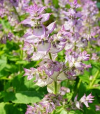 Šalvěj muškátová - Salvia sclarea - osivo šalvěje - 50 ks