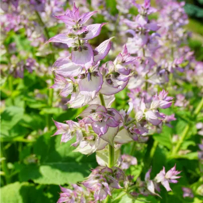 Šalvěj muškátová - Salvia sclarea - osivo šalvěje - 50 ks