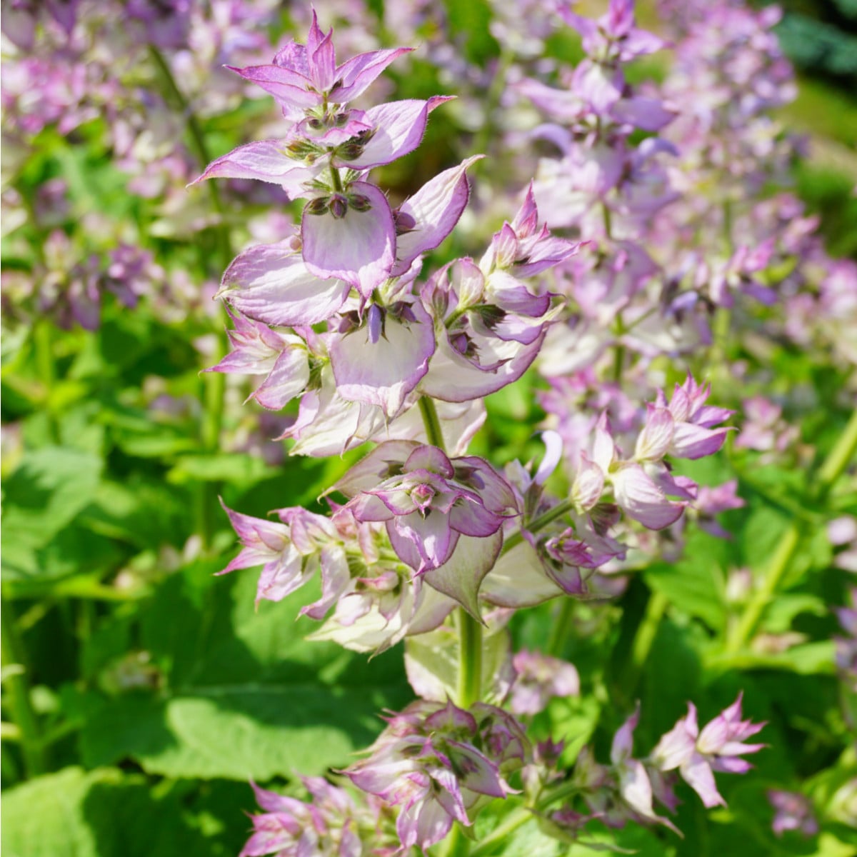 Šalvěj muškátová - Salvia sclarea - osivo šalvěje - 50 ks