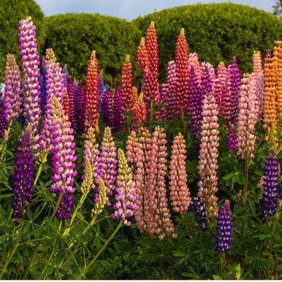 Lupina mnoholistá směs - Vlčí Bob - Lupinus polyphyllus - osivo lupiny - 20 ks