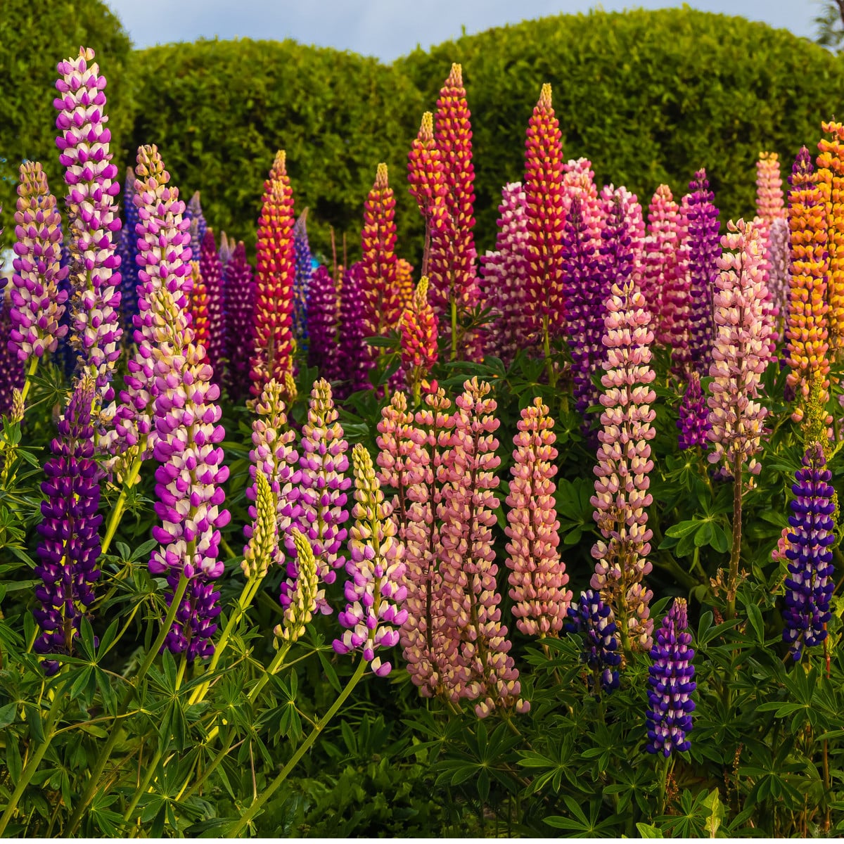 Lupina mnoholistá směs - Vlčí Bob - Lupinus polyphyllus - osivo lupiny - 20 ks