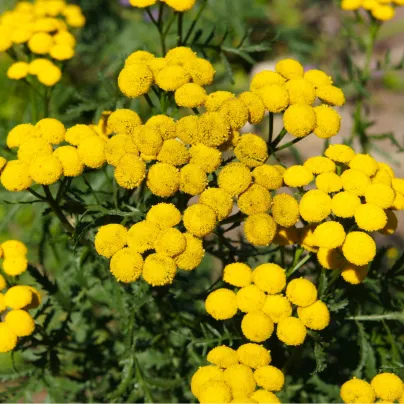 Kopretina vratič - Vratič obecný - Tanacetum vulgare - osivo kopretiny - 0,4 g