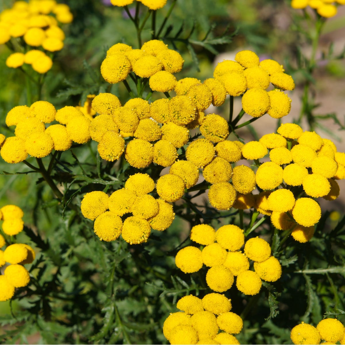 Kopretina vratič - Vratič obecný - Tanacetum vulgare - osivo kopretiny - 0,4 g