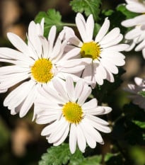 Kopretina bílá Alaska - Chrysanthemum leucanthemum max. - osivo kopretiny - 250 ks