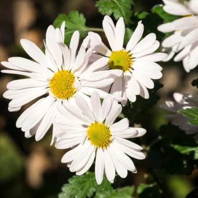 Kopretina bílá Alaska - Chrysanthemum leucanthemum max. - osivo kopretiny - 250 ks