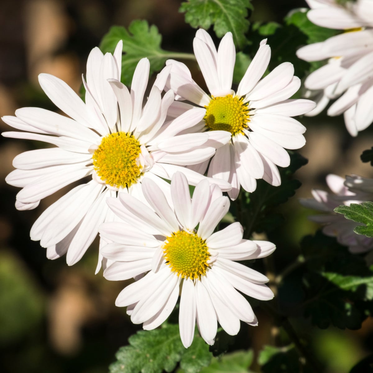 Kopretina bílá Alaska - Chrysanthemum leucanthemum max. - osivo kopretiny - 250 ks