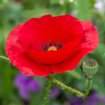 Mák vlčí červený - Papaver rhoeas - osivo máku - 250 ks