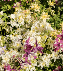 Orlíček Mc Kana směs barev - Aquilegia caerulea - osivo orlíčku - 200 ks
