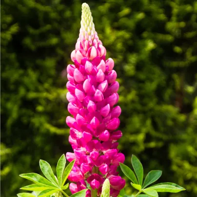 Lupina mnoholistá červená Mein Schloss - Vlčí bob - Lupinus polyphyllus - osivo lupiny - 40 ks