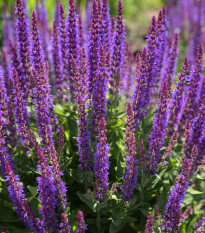Šalvěj hajní Blue Queen - Salvia nemorosa - osivo šalvěje - 20 ks