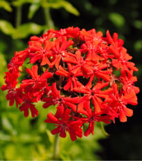 Kohoutek chalcedonský - Lychnis chalcedonica - osivo kohoutku - 50 ks