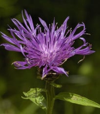 Chrpa Lesser Knapweed - Centaurea nigra - osivo chrpy - 120 ks