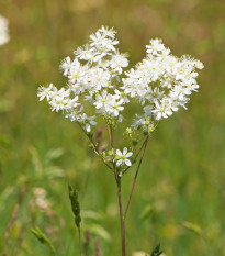 Tužebník obecný - Filipendula vulgaris - osivo tužebníku - 0,3 g
