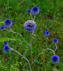 Bělotrn modrý - Echinops ritro - osivo bělotrnu - 6 ks