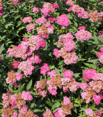 Řebříček tužebníkový Summer Berries F1 - Achillea millefolium - osivo řebříčku - 20 ks