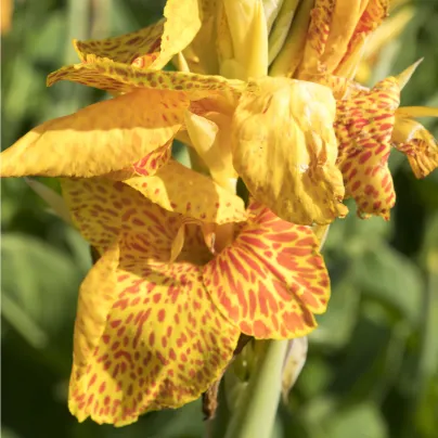 Dosna En Avant - Canna - hlízy dosny - 1 ks