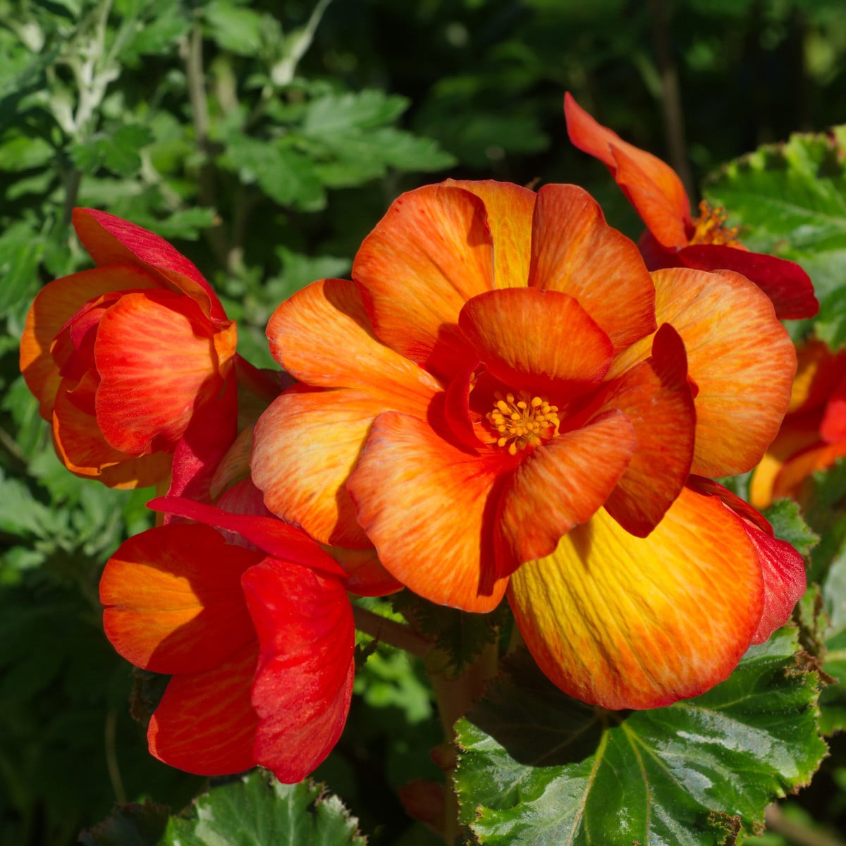 Begonie oranžová - Begonia Picottee - hlízy begónie - 2 ks