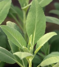 Šalvěj bílá - Salvia apiana - osivo šalvěje - 10 ks