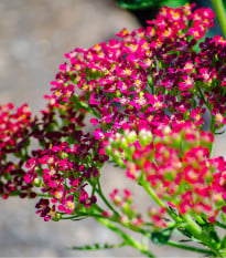 Řebříček obecný Cerise Queen - Achillea millefolium - osivo řebříčku - 500 ks