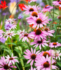 Třapatkovka bledá - Echinacea pallida - osivo třapatkovky - 15 ks