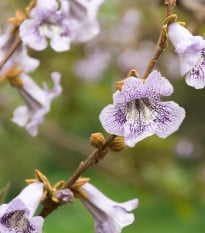 Paulovnie catalpifolia - Paulownia catalpifolia - osivo paulovnie - 15 ks
