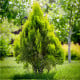 Túje - Thuja plicata - osivo túje - 18 ks
