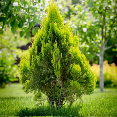 Túje - Thuja plicata - osivo túje - 18 ks