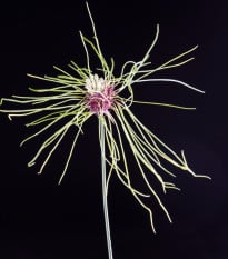 Česnek vláskatý okrasný Hair - Allium - cibule česneků - 3 ks