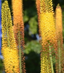 Liliochvostec úzkolistý Kleopatra - Eremurus - hlízy liliochvostců - 1 ks